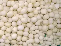 نظام تخزين حمض الأمونيا